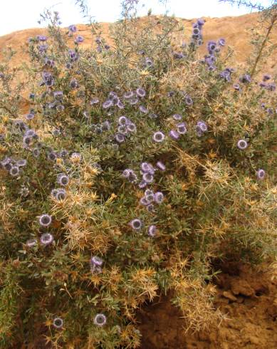 Fotografia de capa Globularia arabica - do Jardim Botânico