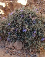 Fotografia da espécie Teucrium malenconianum