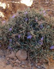 Teucrium malenconianum