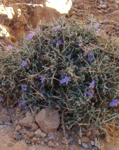 Fotografia de capa Teucrium malenconianum - do Jardim Botânico