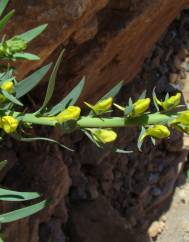 Linaria latifolia