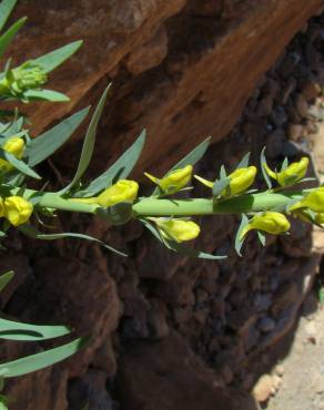 Fotografia 1 da espécie Linaria latifolia no Jardim Botânico UTAD