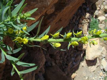 Fotografia da espécie Linaria latifolia