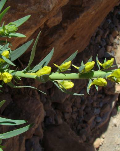 Fotografia de capa Linaria latifolia - do Jardim Botânico