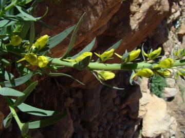 Fotografia da espécie Linaria latifolia