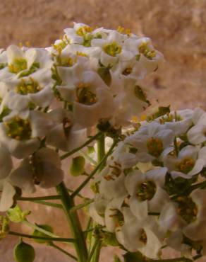 Fotografia 13 da espécie Lobularia maritima subesp. maritima no Jardim Botânico UTAD