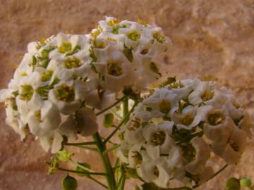 Fotografia da espécie Lobularia maritima subesp. maritima