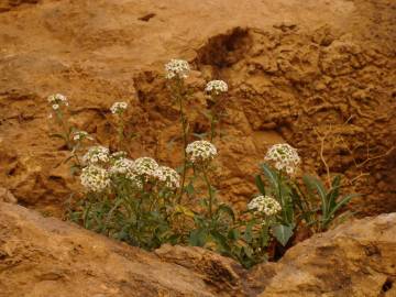 Fotografia da espécie Lobularia maritima subesp. maritima