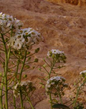 Fotografia 15 da espécie Lobularia maritima subesp. maritima no Jardim Botânico UTAD