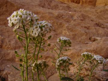 Fotografia da espécie Lobularia maritima subesp. maritima