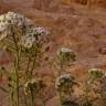 Fotografia 15 da espécie Lobularia maritima subesp. maritima do Jardim Botânico UTAD