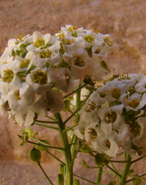 Fotografia 16 da espécie Lobularia maritima subesp. maritima no Jardim Botânico UTAD