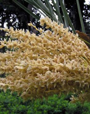 Fotografia 12 da espécie Phoenix dactylifera no Jardim Botânico UTAD