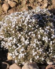 Fotografia da espécie Convolvulus trabutianus