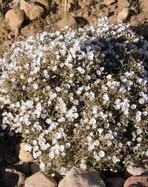 Fotografia 1 da espécie Convolvulus trabutianus no Jardim Botânico UTAD