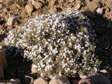 Fotografia da espécie Convolvulus trabutianus