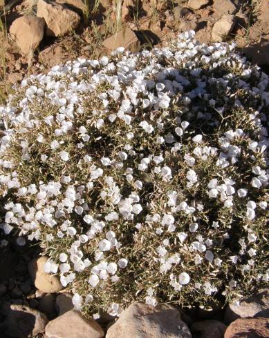 Fotografia de capa Convolvulus trabutianus - do Jardim Botânico