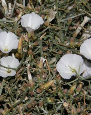 Fotografia 2 da espécie Convolvulus trabutianus no Jardim Botânico UTAD