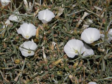 Fotografia da espécie Convolvulus trabutianus