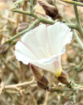 Fotografia 3 da espécie Convolvulus trabutianus no Jardim Botânico UTAD