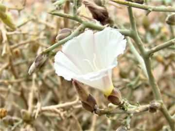 Fotografia da espécie Convolvulus trabutianus