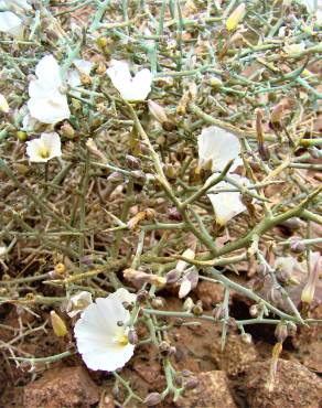 Fotografia 4 da espécie Convolvulus trabutianus no Jardim Botânico UTAD