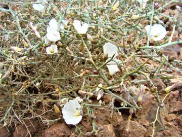 Fotografia da espécie Convolvulus trabutianus