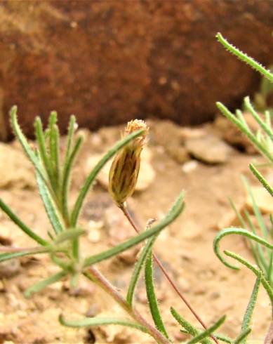 Fotografia de capa Leysera leyseroides - do Jardim Botânico