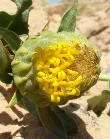 Fotografia de capa Warionia saharae - do Jardim Botânico