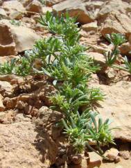 Gymnocarpos sclerocephalus