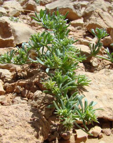 Fotografia de capa Gymnocarpos sclerocephalus - do Jardim Botânico