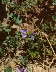 Zygophyllum mayanum