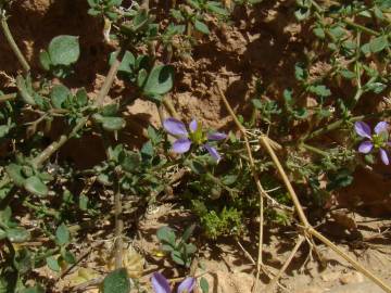 Fotografia da espécie Zygophyllum mayanum