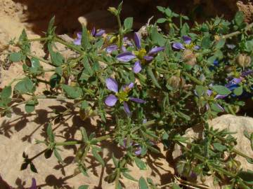 Fotografia da espécie Zygophyllum mayanum