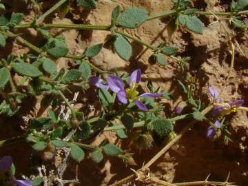 Fotografia da espécie Zygophyllum mayanum