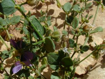 Fotografia da espécie Zygophyllum mayanum