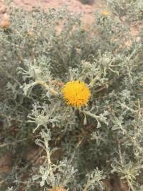 Fotografia da espécie Anvillea garcinii subesp. radiata