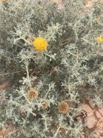 Fotografia da espécie Anvillea garcinii subesp. radiata