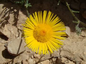 Fotografia da espécie Anvillea garcinii subesp. radiata