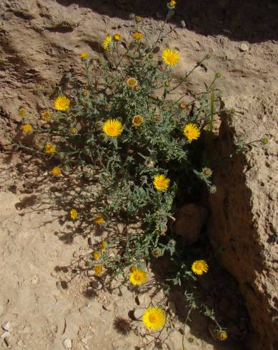 Fotografia de capa Anvillea garcinii subesp. radiata - do Jardim Botânico