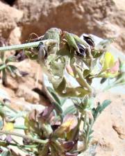 Fotografia da espécie Hippocrepis atlantica