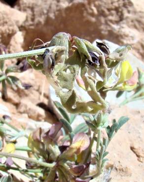 Fotografia 1 da espécie Hippocrepis atlantica no Jardim Botânico UTAD