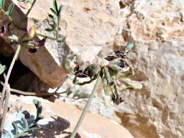 Fotografia da espécie Hippocrepis atlantica