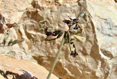 Fotografia da espécie Hippocrepis atlantica