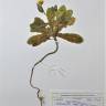 Fotografia de herbário 1 da espécie Calendula officinalis no Jardim Botânico UTAD