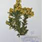 Fotografia 1 de herbário da espécie Ulex jussiaei no Jardim Botânico UTAD