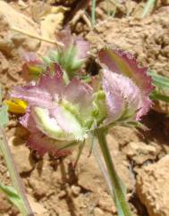 Calendula tripterocarpa