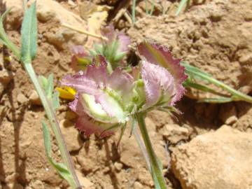 Fotografia da espécie Calendula tripterocarpa