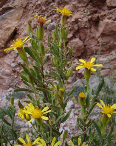 Fotografia de capa Hertia maroccana - do Jardim Botânico