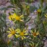 Fotografia 3 da espécie Hertia maroccana do Jardim Botânico UTAD